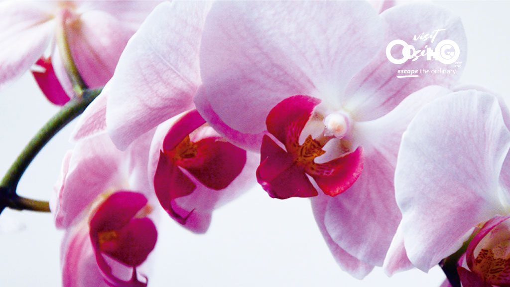 Orquídeas - Orquídeas y Anturios Balashté