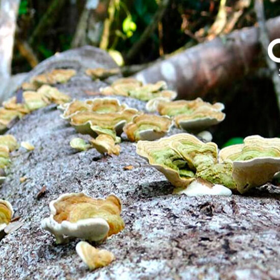 TRES-LAGUNAS-Centro-Ecoturístico-Visit-Ocosingo-Chiapas-México1